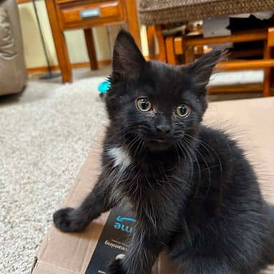 Crow - Domestic Shorthair available for adoption