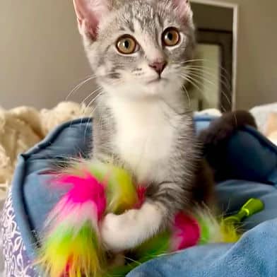 Roberta - Domestic Shorthair available for adoption
