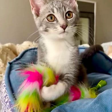 Roberta - Domestic Shorthair cat available for adoption at Winnipeg Kitten Adoption in Winnipeg