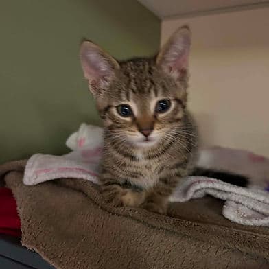 Teide - Domestic Shorthair cat available for adoption at Winnipeg Kitten Adoption in Winnipeg