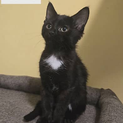 Mai Tai - Domestic Shorthair available for adoption
