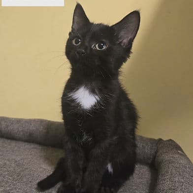 Mai Tai - Domestic Shorthair available for adoption