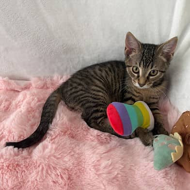 Charlie Brown - Domestic Shorthair cat available for adoption in Calgary
