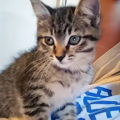 Angel - Domestic Shorthair cat available for adoption at Winnipeg Kitten Adoption in Winnipeg