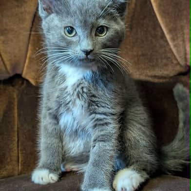Princess Jasmine - Domestic Shorthair available for adoption