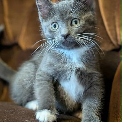 Princess Rapunzel - Domestic Shorthair cat available for adoption at Winnipeg Kitten Adoption in Winnipeg