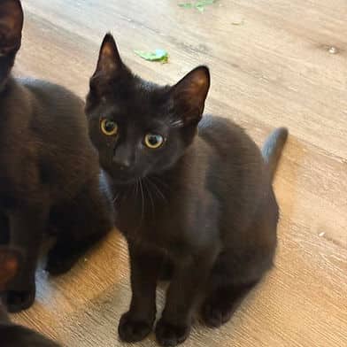 Fireball - Domestic Shorthair cat available for adoption in Manitoba