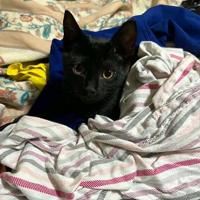 Schnapps - Domestic Shorthair cat available for adoption in Manitoba