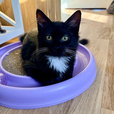 Triscuit - Domestic Shorthair available for adoption
