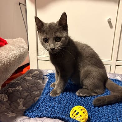 Golden Egg - Domestic Shorthair available for adoption