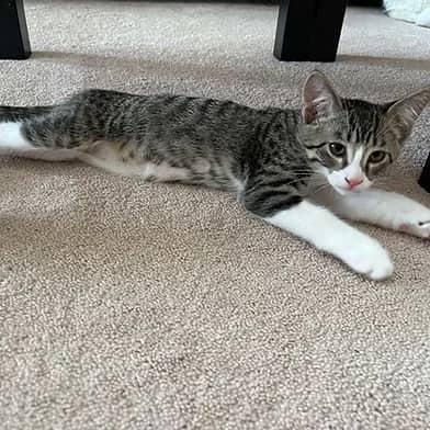 Danno - Domestic Shorthair cat available for adoption at Winnipeg Kitten Adoption in Winnipeg