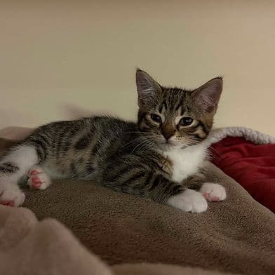 Etna - Domestic Shorthair cat available for adoption at Winnipeg Kitten Adoption in Winnipeg
