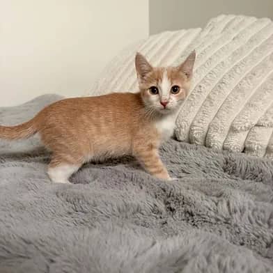 Lewis - Domestic Shorthair available for adoption