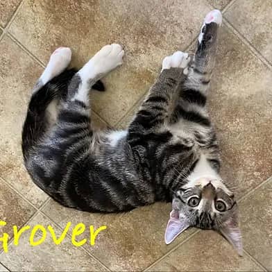 Grover - Domestic Shorthair cat available for adoption at Winnipeg Kitten Adoption in Winnipeg