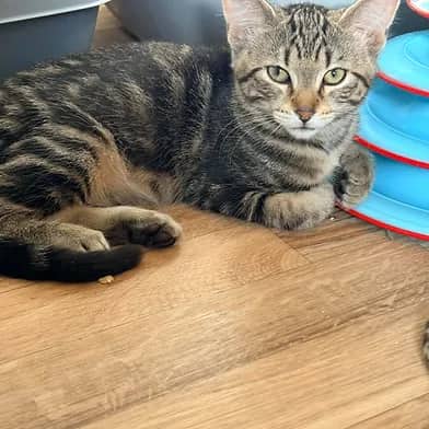 Matlock - Domestic Shorthair cat available for adoption at Winnipeg Kitten Adoption in Winnipeg