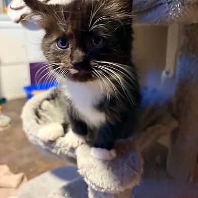 Lion - Domestic Shorthair cat available for adoption at Winnipeg Kitten Adoption in Winnipeg