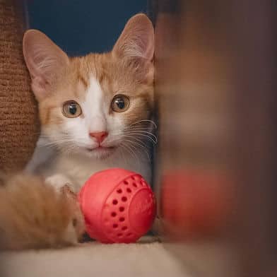 Lentil - Domestic Shorthair cat available for adoption at Winnipeg Kitten Adoption in Winnipeg