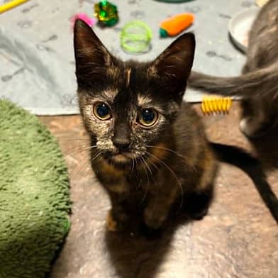 Pirouette - Domestic Shorthair available for adoption