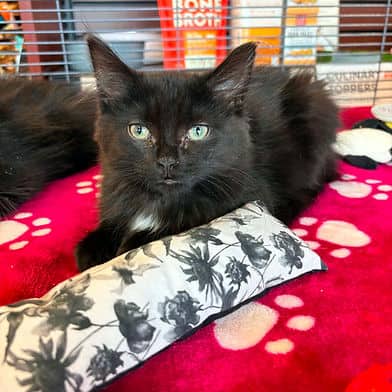 Grackle - Domestic Shorthair available for adoption