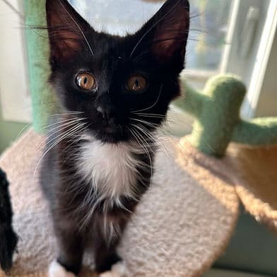 Triscuit - Domestic Shorthair available for adoption