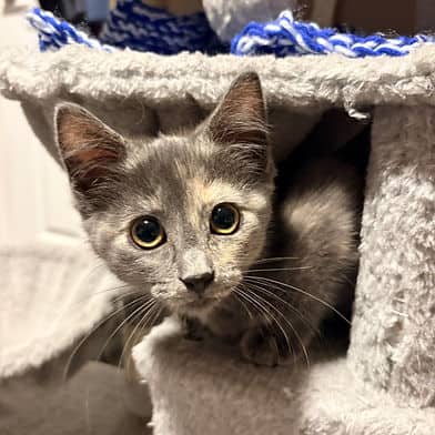 Pas de Bouree - Domestic Shorthair available for adoption