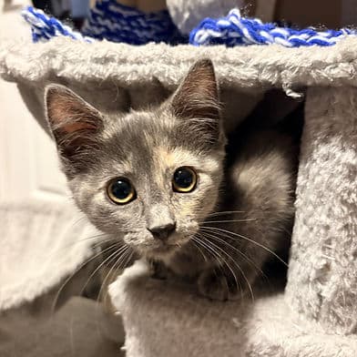 Pas de Bouree - Domestic Shorthair available for adoption