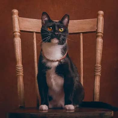 Molly - Domestic Shorthair cat available for adoption at Winnipeg Kitten Adoption in Winnipeg