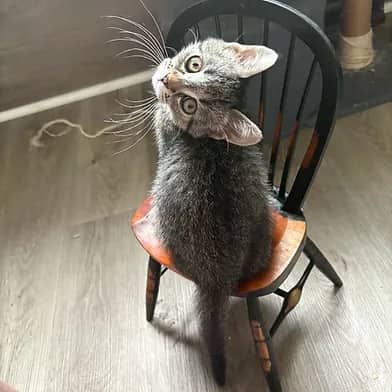 Sir - Domestic Shorthair available for adoption
