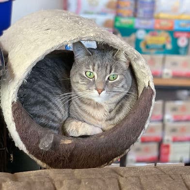 Carolina - Domestic Shorthair available for adoption