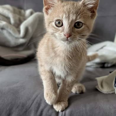 Recycle - Domestic Shorthair cat available for adoption in Manitoba