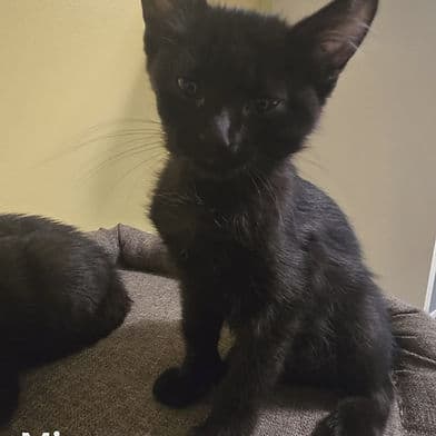 Mimosa - Domestic Shorthair available for adoption
