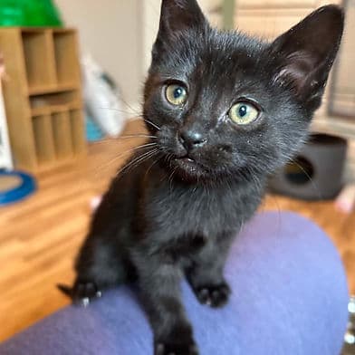 Golden Snitch - Domestic Shorthair cat available for adoption at Winnipeg Kitten Adoption in Winnipeg