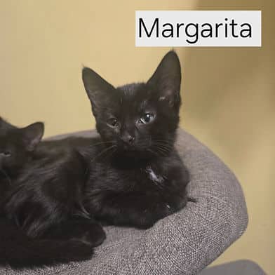 Margarita - Domestic Shorthair available for adoption