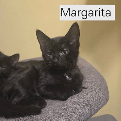 Margarita - Domestic Shorthair available for adoption
