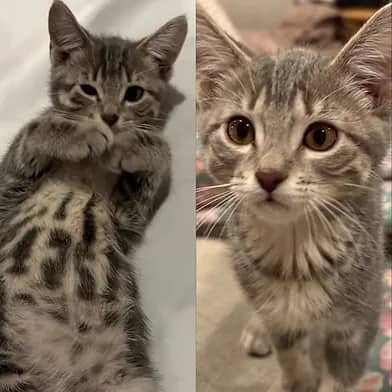 Neo - Domestic Shorthair cat available for adoption at Winnipeg Kitten Adoption in Winnipeg