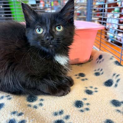Magpie - Domestic Shorthair available for adoption
