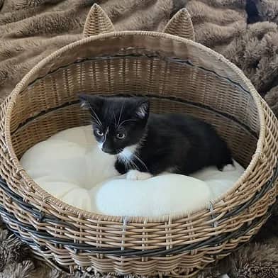 Droplet - Domestic Shorthair cat available for adoption at Winnipeg Kitten Adoption in Winnipeg