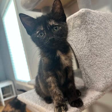 Cagne - Domestic Shorthair available for adoption