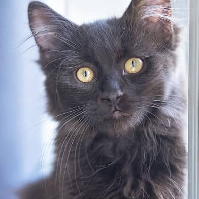 Spelt - Domestic Shorthair cat available for adoption at Winnipeg Kitten Adoption in Winnipeg