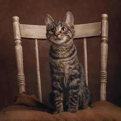 Edamame - Domestic Shorthair cat available for adoption at Winnipeg Kitten Adoption in Winnipeg