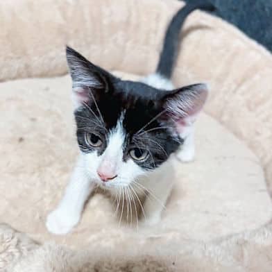 Daphne - Domestic Shorthair available for adoption