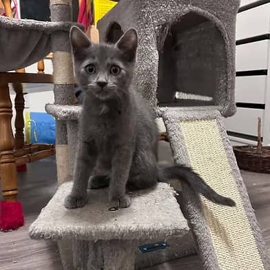 Florin - Domestic Shorthair cat available for adoption at Winnipeg Kitten Adoption in Winnipeg