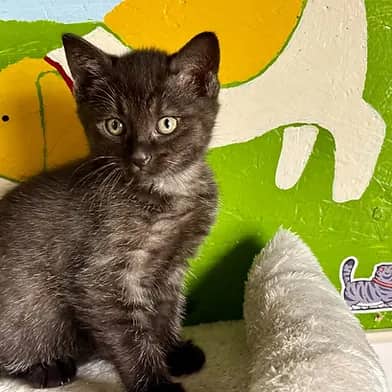Peace - Domestic Shorthair cat available for adoption at Winnipeg Kitten Adoption in Winnipeg