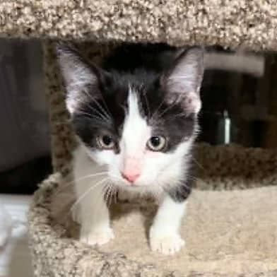 Niles - Domestic Shorthair available for adoption