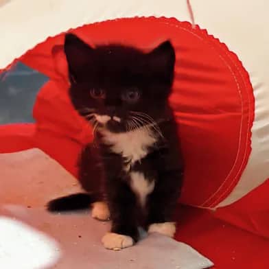 Oz - Domestic Shorthair cat available for adoption at Winnipeg Kitten Adoption in Winnipeg