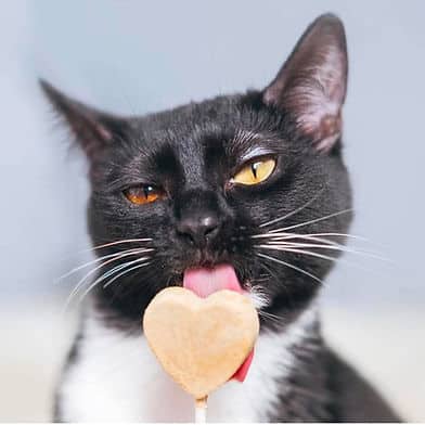 Molly - Domestic Shorthair available for adoption