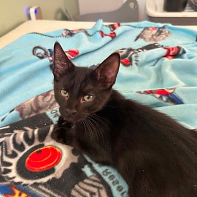 Breton - Domestic Shorthair available for adoption