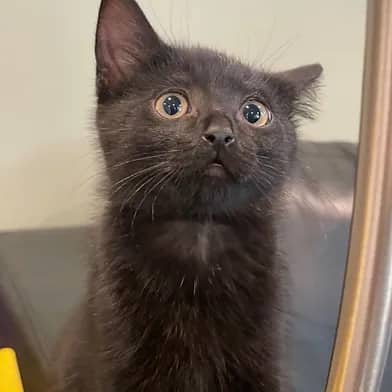 Slate - Domestic Shorthair available for adoption