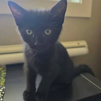 Pitch - Domestic Shorthair cat available for adoption in Manitoba