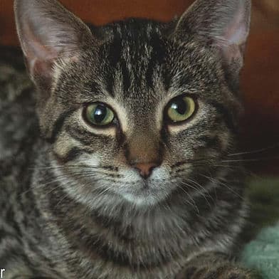 Talia - Domestic Shorthair available for adoption